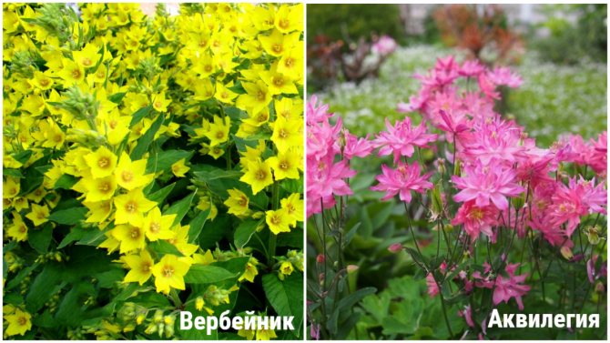 Самый серьезный цветник, или Какие многолетние цветы выбрать для Урала