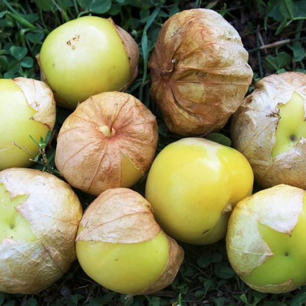 Съедобное украшение: выращивание ананасового физалиса