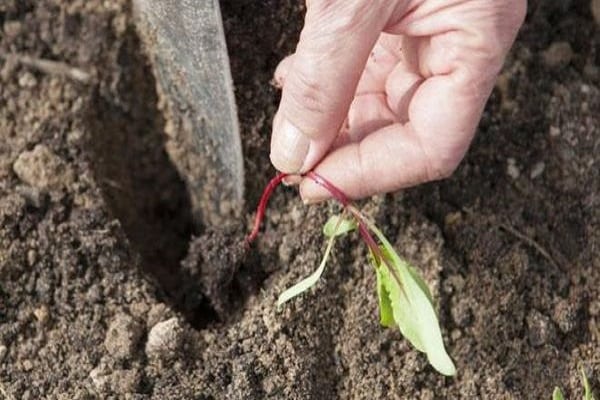 Секреты и пошаговая агротехника выращивания и ухода за свеклой в открытом грунте