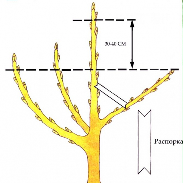 Обрезка яблони чашей схема