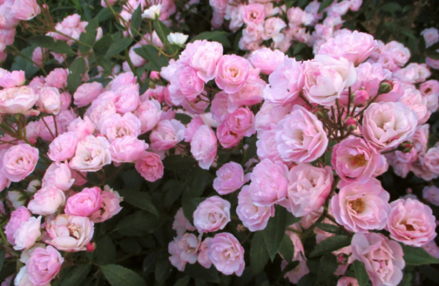Сходства и различия между розой и шиповником