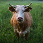 Симптомы и диагностика паратуберкулеза крупного рогатого скота, инструкция по лечению