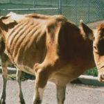 Симптомы и диагностика паратуберкулеза крупного рогатого скота, инструкция по лечению