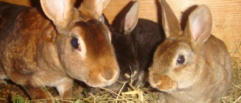 Симптомы и лечение глистов у кроликов, лучшие лекарства и профилактика
