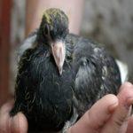 Симптомы сальмонеллеза у голубей, препараты для лечения и профилактики