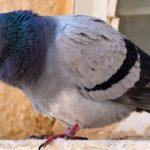 Симптомы сальмонеллеза у голубей, препараты для лечения и профилактики