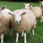 Симптомы трихофитии овец, лечение и профилактика стригущего лишая