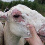 Симптомы трихофитии овец, лечение и профилактика стригущего лишая