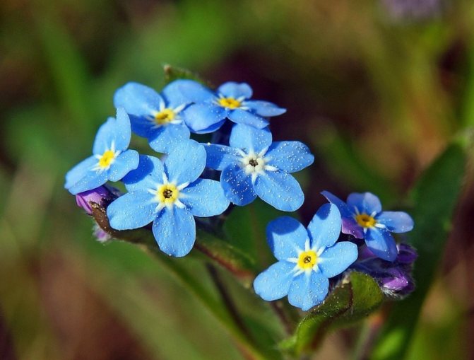 Голубые и голубые многолетники: фото и названия, топ цветов все лето
