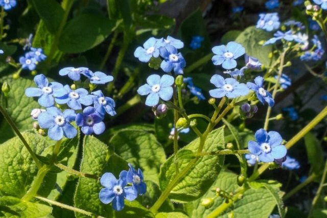 Голубые и голубые многолетники: фото и названия, топ цветов все лето