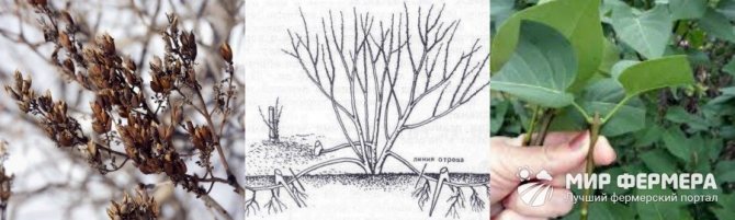 Сирень амурская – роскошный древовидный кустарник с чарующим ароматом