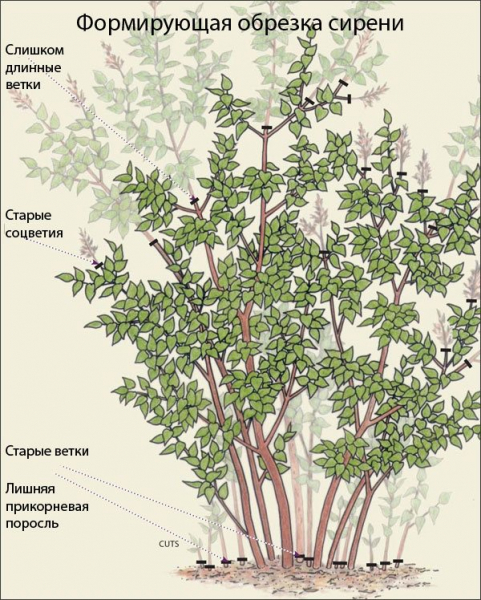 Сирень амурская – роскошный древовидный кустарник с чарующим ароматом