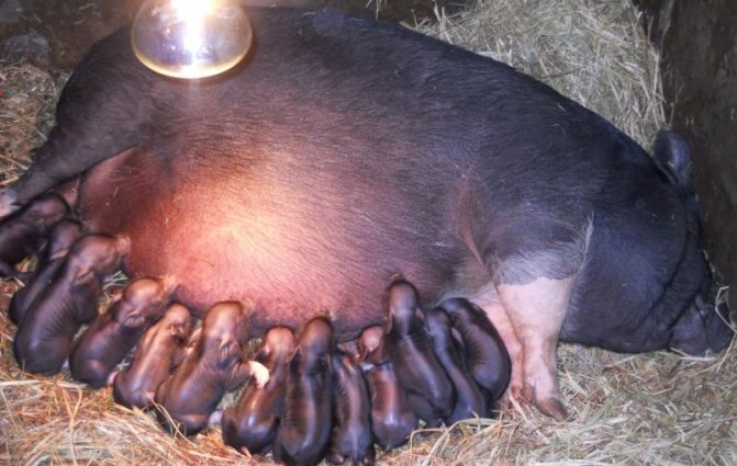 Сколько длится беременность свиньи и от чего зависит продолжительность периода вынашивания?