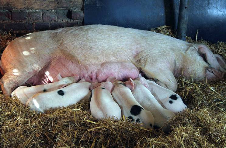 Сколько длится беременность свиньи и от чего зависит продолжительность периода вынашивания?