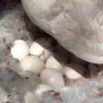 Сколько яиц можно подложить под индоуток и вылупятся ли кладки других птиц
