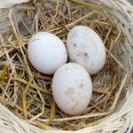 Сколько яиц можно подложить под индоуток и вылупятся ли кладки других птиц
