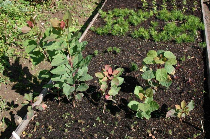 Скумпия: общие рекомендации по выращиванию в открытом грунте