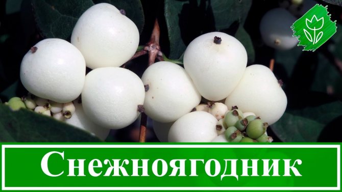 Снежная ягода белая: описание, семейство, лечебные свойства, посадка и уход, размножение, фото
