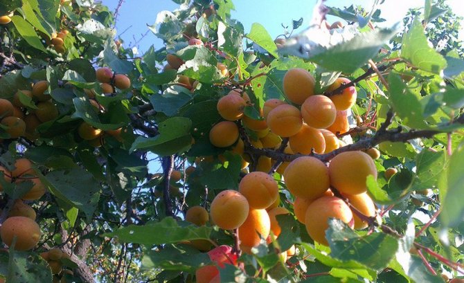 Сорт абрикоса Алеша – декоративный и неприхотливый