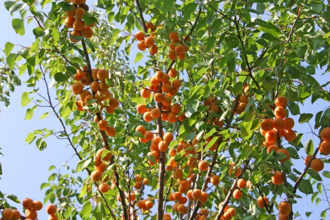 Сорт абрикоса Алеша – декоративный и неприхотливый