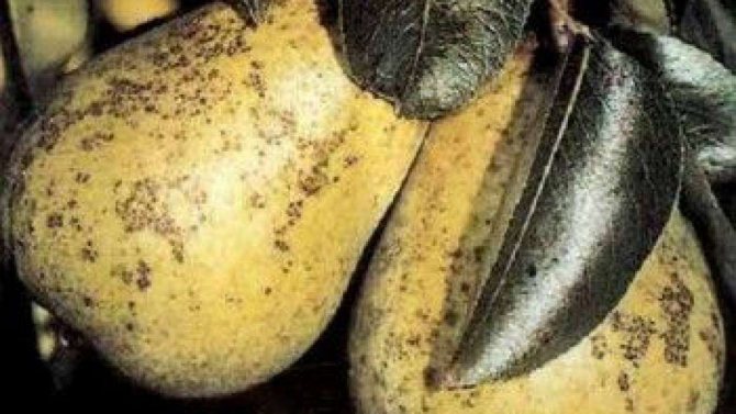 Сорт груши Фаворитка — описание и особенности выращивания