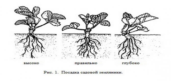 Сорт груши Фаворитка — описание и особенности выращивания