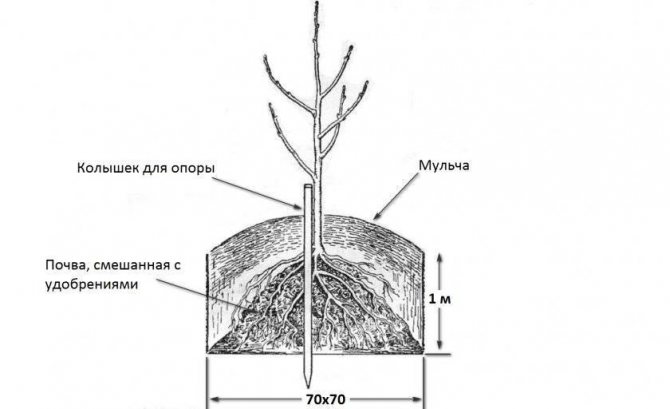 Сорт груши «Старкримсон» — его описание и правила выращивания