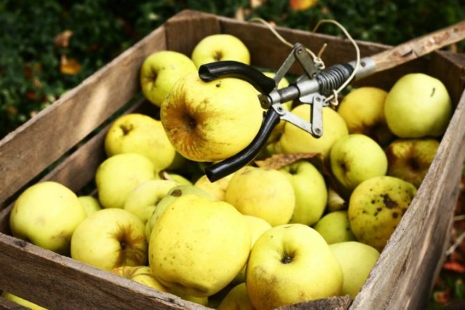 Сорт яблок Антоновка — характеристика, сорта яблонь, посадка и уход
