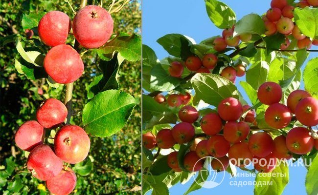 Сорт яблони Московская Грушовка: описание плодового дерева, выращивание, фото и отзывы садоводов