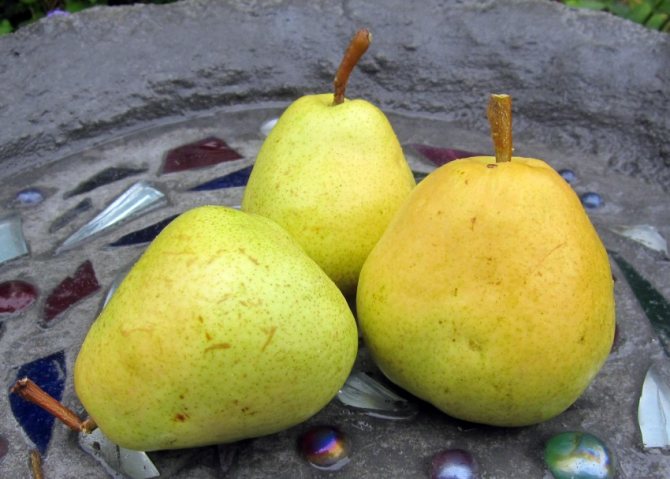 Сорт с необыкновенно красивыми плодами — груша «Кармен»