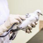 Состав и инструкция по применению Родоциума для голубей, противопоказания
