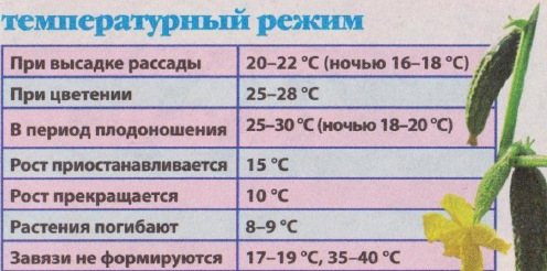 Совет специалиста: какая температура должна быть в теплице