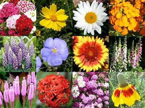 Список цветов, которые можно сажать под зиму в открытый грунт
