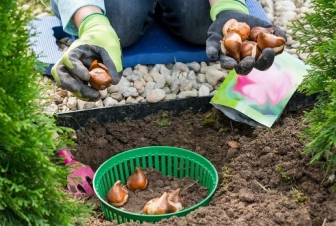Сроки и способы посадки тюльпанов своими руками в корзины для луковиц