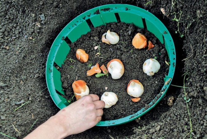 Сроки и способы посадки тюльпанов своими руками в корзины для луковиц