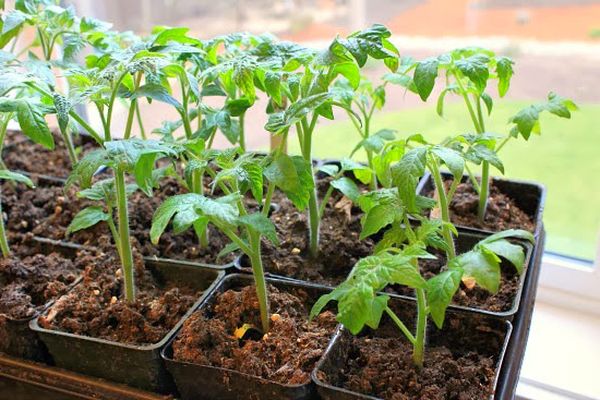 Сроки посадки томатов на рассаду для Подмосковья