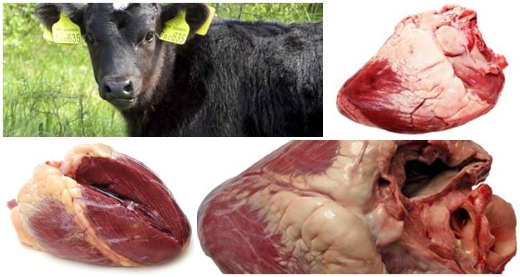 Строение сердца коровы и как оно работает, возможные заболевания и их симптомы