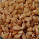 Строение зерна и из каких частей состоит зародыш пшеницы, чем покрыто семя