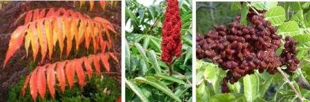 Сумах оленерогий – достойное украшение садового участка