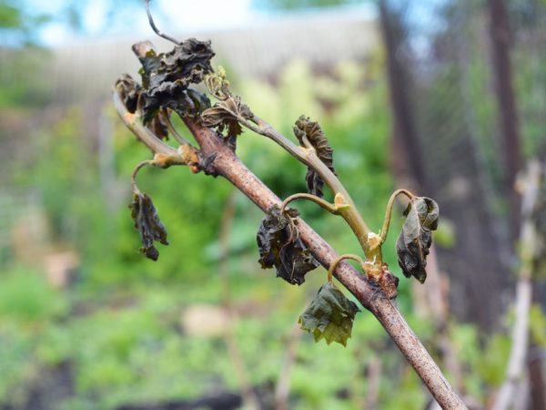 Температура для защиты винограда на зиму