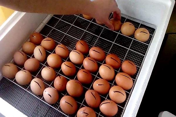 Температура и влажность для инкубации куриных яиц в домашних условиях