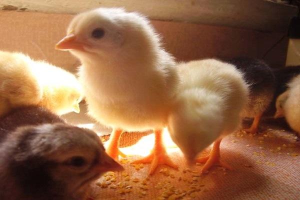 Температура и влажность для инкубации куриных яиц в домашних условиях
