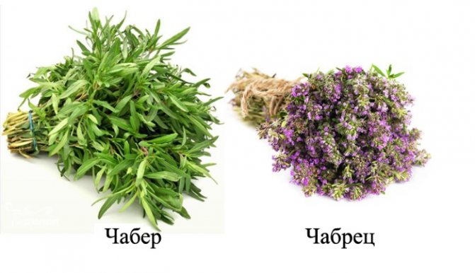 Чабрец и чабрец — в чем разница: разные травы или растение с разными названиями