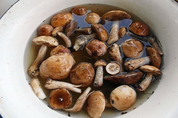 ТОП-10 рецептов, как можно просто засолить грибы в домашних условиях, горячим и холодным способом