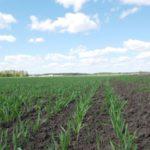 Удобрение для подкормки озимой пшеницы весной и нормы внесения на 1 га