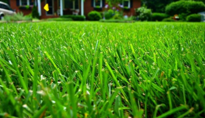 Удобряем газон весной: сроки, способы и обзор удобрений