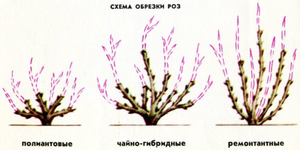 Уход за розами весной после зимы в открытом грунте: видеоинструкция по обрезке, подкормке и борьбе с вредителями
