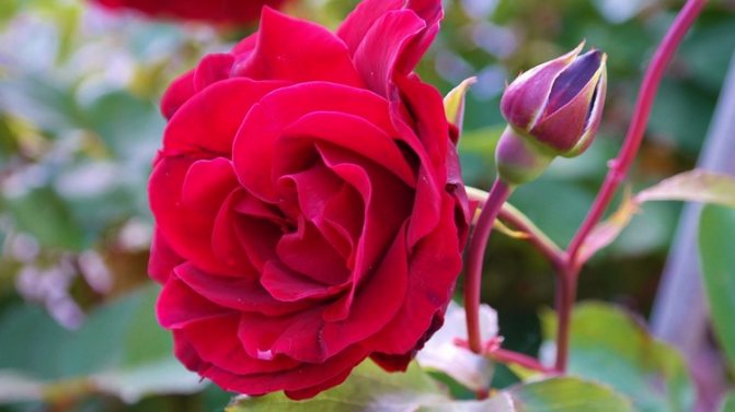 Уход за розами весной после зимы в открытом грунте: видеоинструкция по обрезке, подкормке и борьбе с вредителями