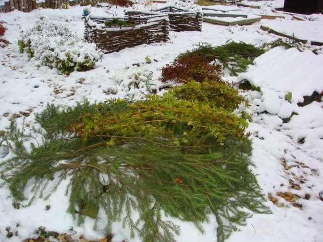 Вереск обыкновенный – посадка в открытый грунт и подготовка к зиме