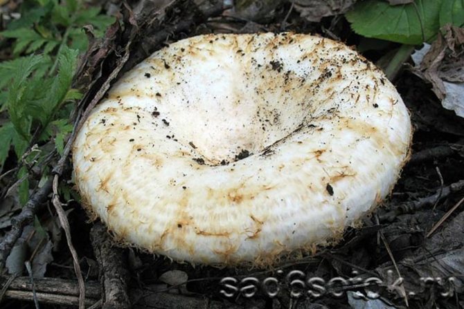 Виды грибов: как отличить съедобные и где они растут?